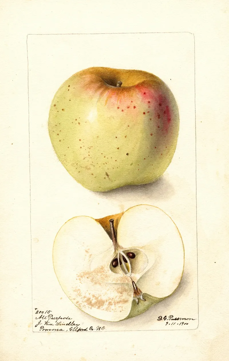 Malus Domestica All Purpose Wall Art by Deborah Griscom Passmore - High-Resolution Digital Print
