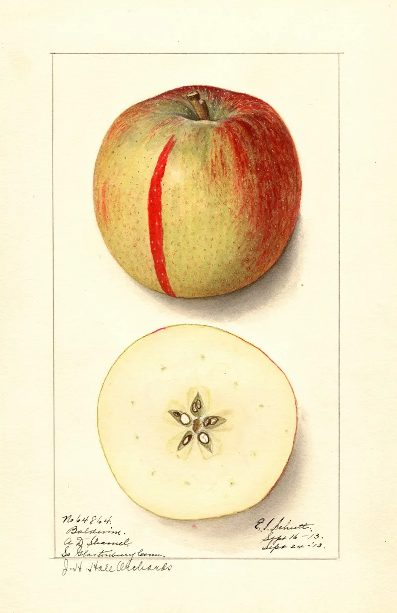 Malus Domestica Baldwin Wall Art by Ellen Isham Schutt - High-Resolution Digital Print