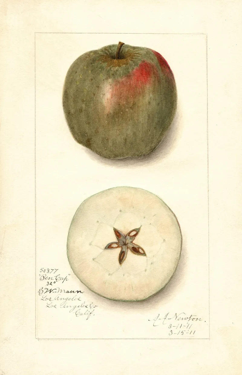 Malus Domestica Ben Cap Wall Art by Amanda Almira Newton - High-Resolution Digital Print