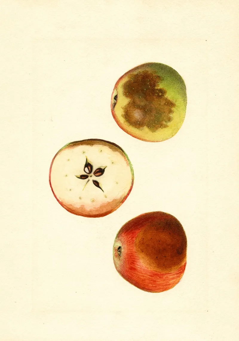 Malus Domestica Ben Davis 2 Wall Art by James Marion Shull - High-Resolution Digital Print