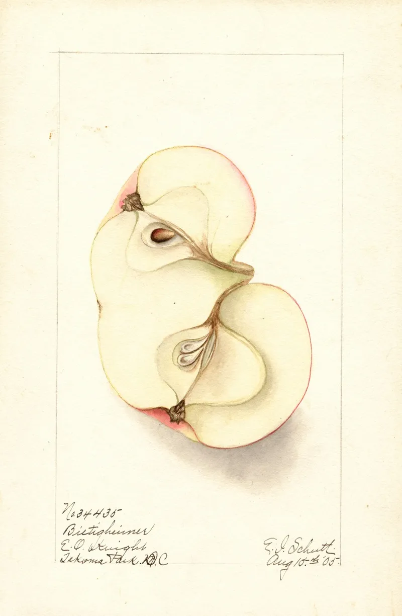 Malus Domestica Bietigheimer Wall Art by Ellen Isham Schutt - High-Resolution Digital Print
