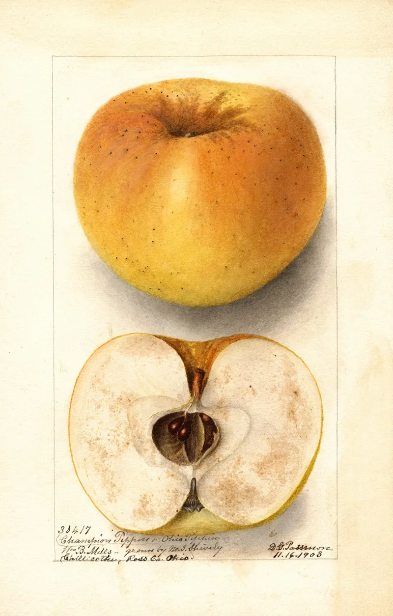 Malus Domestica Champion Pippin Wall Art by Deborah Griscom Passmore - High-Resolution Digital Print