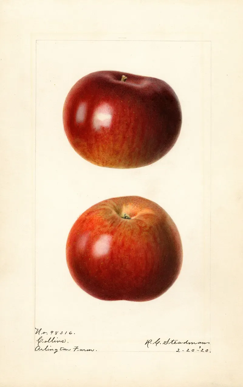 Malus Domestica Collins Wall Art by Royal Charles Steadman - High-Resolution Digital Print