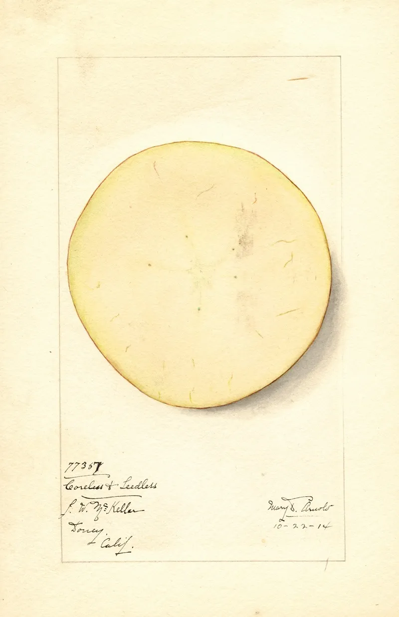 Malus Domestica Coreless Seedless 2 Wall Art by Mary Daisy Arnold - High-Resolution Digital Print