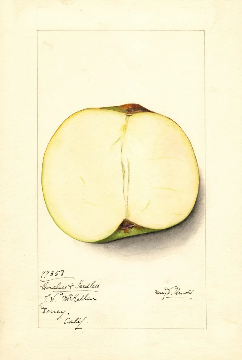 Malus Domestica Coreless Seedless 3 Wall Art by Mary Daisy Arnold - High-Resolution Digital Print