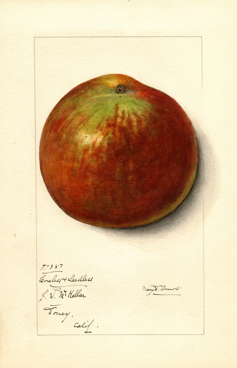 Malus Domestica Coreless Seedless Wall Art by Mary Daisy Arnold - High-Resolution Digital Print