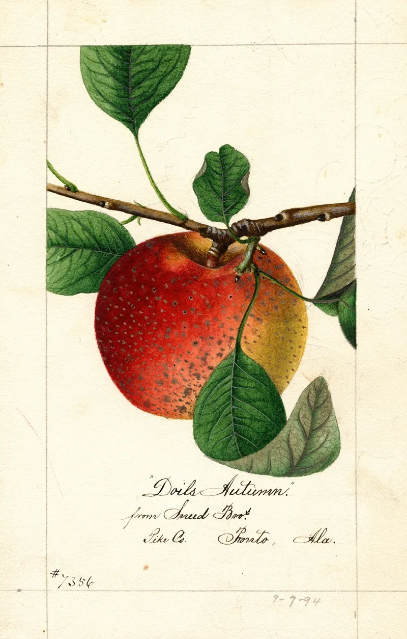 Malus Domestica Doils Autumn Wall Art by William Henry Prestele - High-Resolution Digital Print