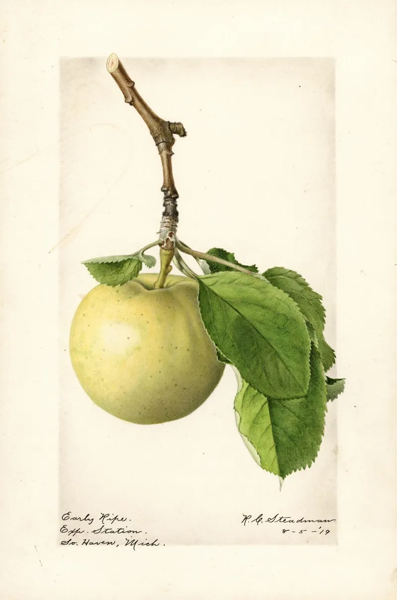 Malus Domestica Early Ripe Wall Art by Royal Charles Steadman - High-Resolution Digital Print