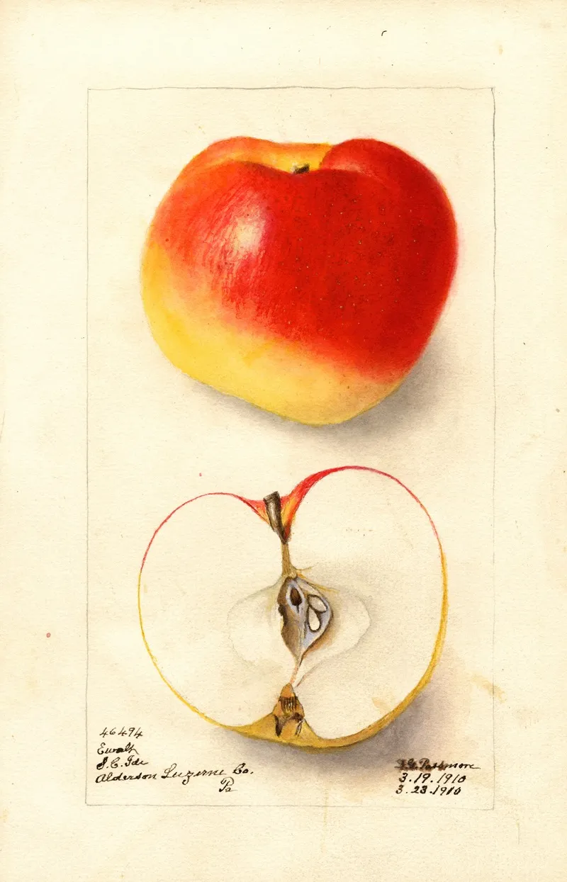 Malus Domestica Ewalt 2 Wall Art by Deborah Griscom Passmore - High-Resolution Digital Print