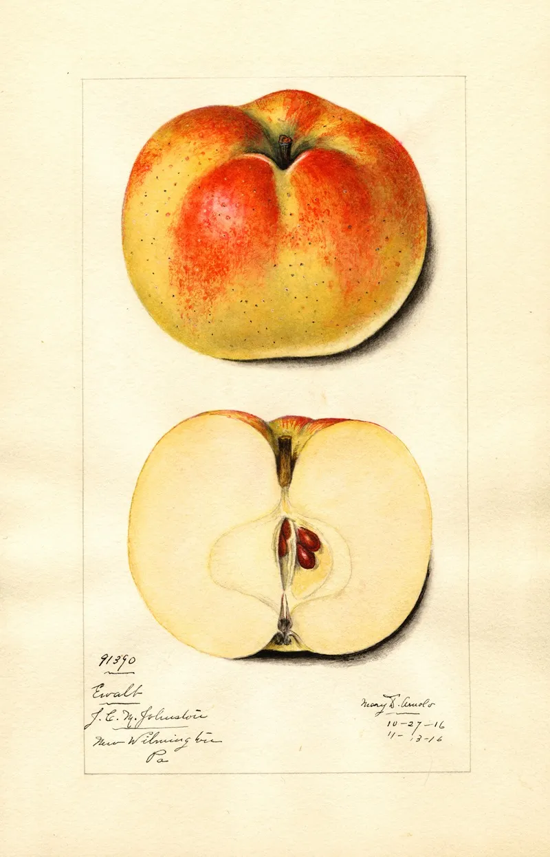Malus Domestica Ewalt Wall Art by Mary Daisy Arnold - High-Resolution Digital Print