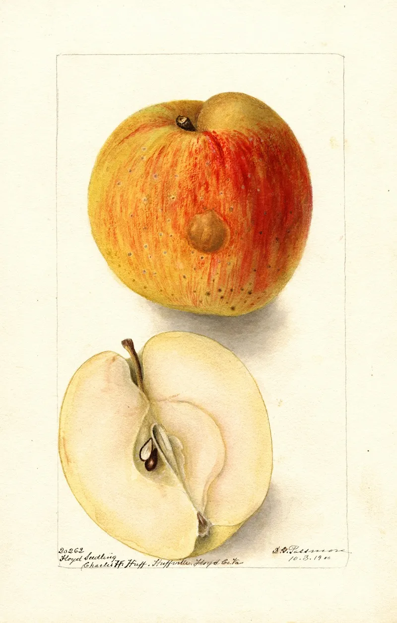 Malus Domestica Floyd Wall Art by Deborah Griscom Passmore - High-Resolution Digital Print