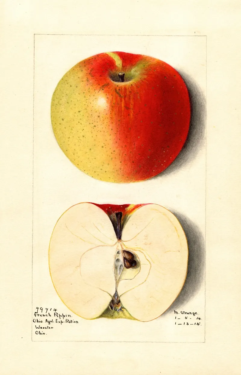 Malus Domestica French Pippin Wall Art by M. Strange - High-Resolution Digital Print