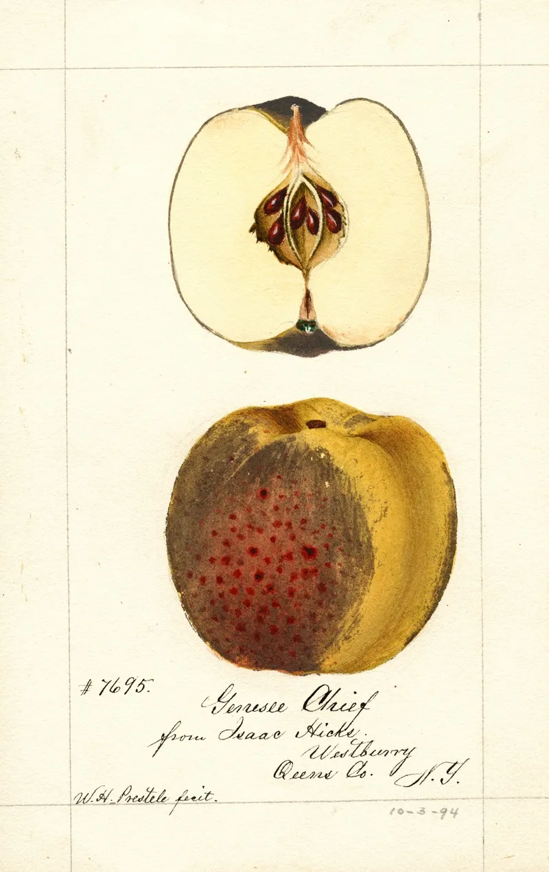 Malus Domestica Genesee Chief Wall Art by William Henry Prestele - High-Resolution Digital Print