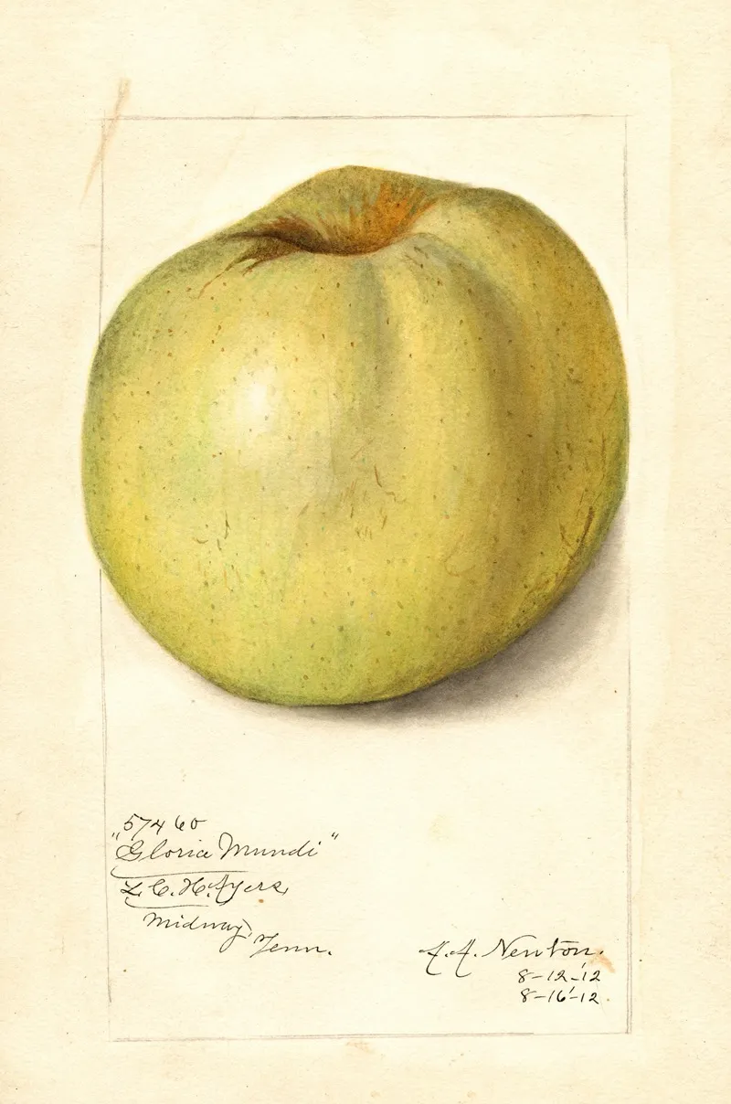 Malus Domestica Gloria Mundi 2 Wall Art by Amanda Almira Newton - High-Resolution Digital Print