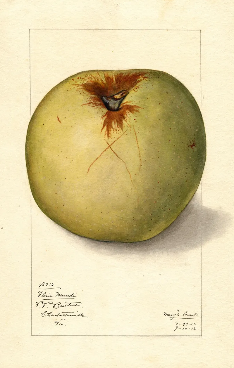 Malus Domestica Gloria Mundi Wall Art by Mary Daisy Arnold - High-Resolution Digital Print