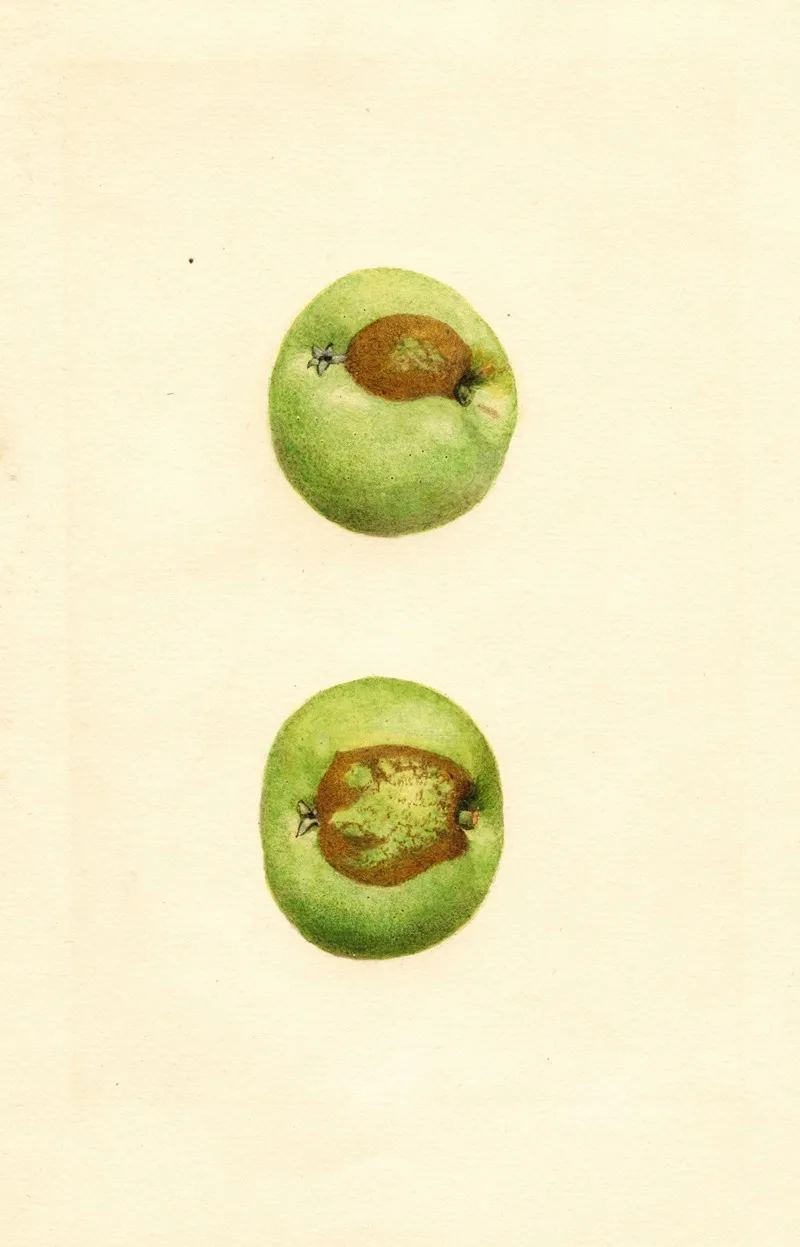 Malus Domestica Grimes 2 Wall Art by James Marion Shull - High-Resolution Digital Print