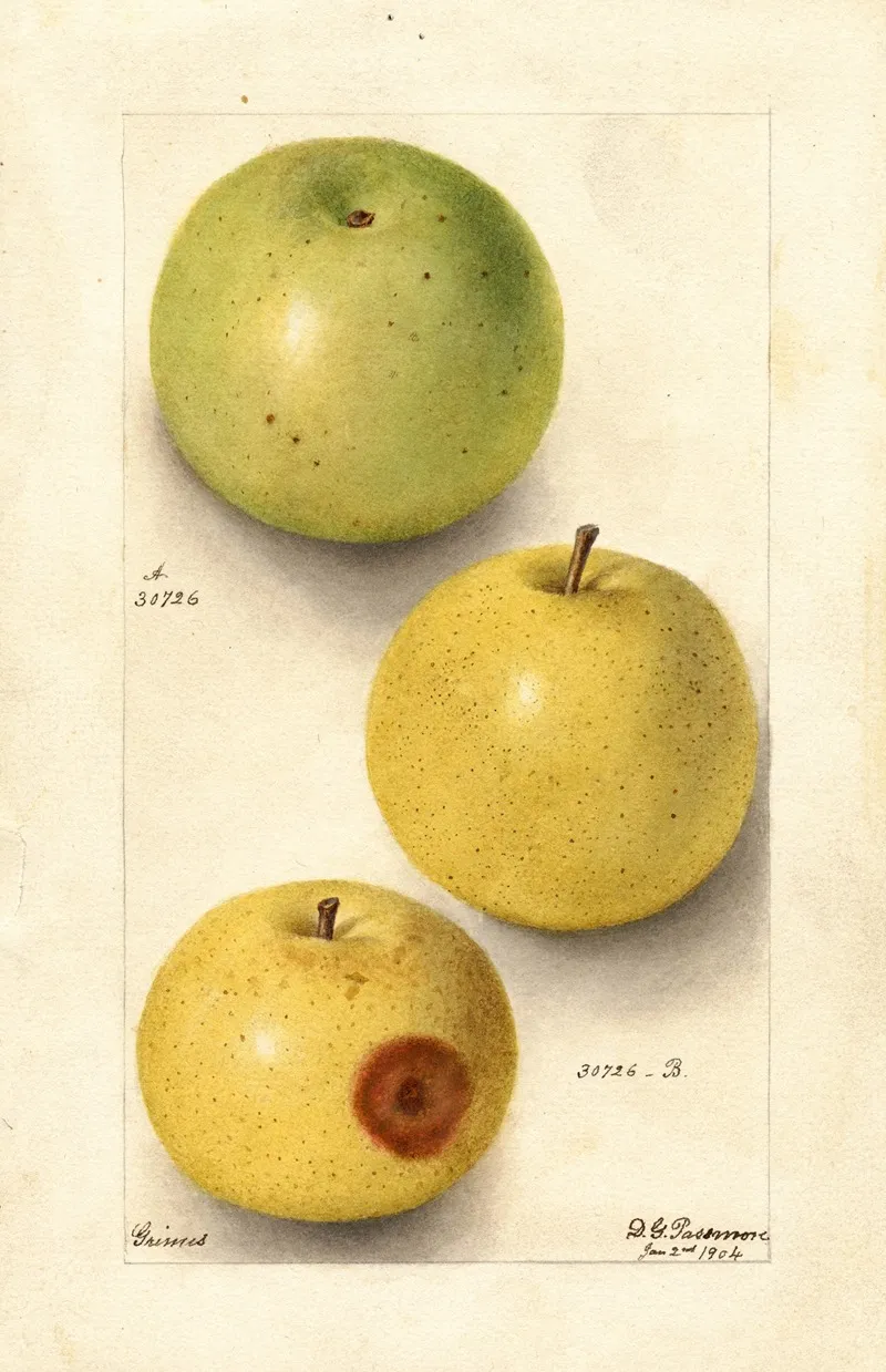 Malus Domestica Grimes Wall Art by Deborah Griscom Passmore - High-Resolution Digital Print