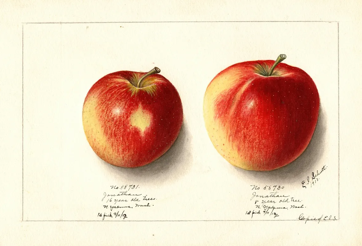 Malus Domestica Jonathan 3 Wall Art by Ellen Isham Schutt - High-Resolution Digital Print