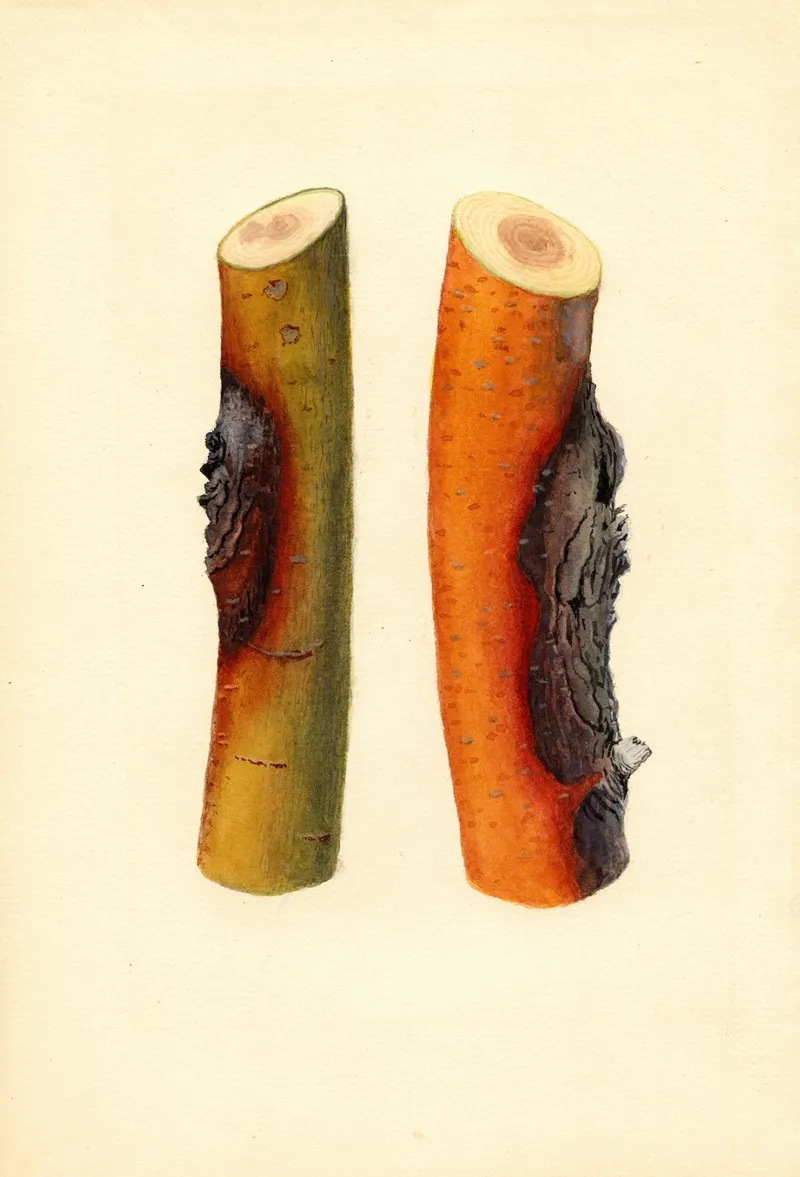 Malus Domestica Jonathan Wall Art by James Marion Shull - High-Resolution Digital Print
