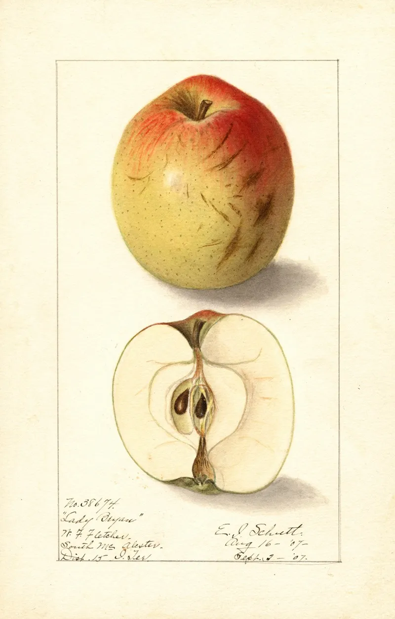 Malus Domestica Lady Bryan Wall Art by Ellen Isham Schutt - High-Resolution Digital Print