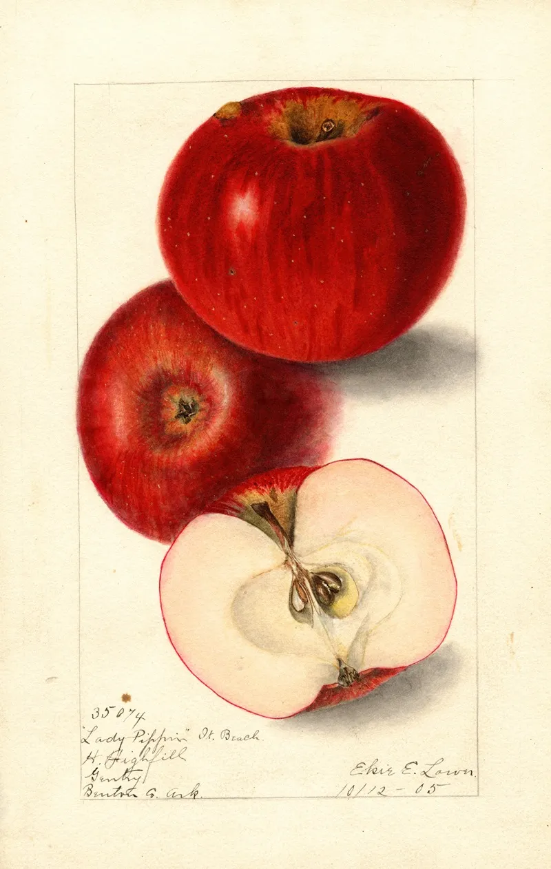 Malus Domestica Lady Pippin Beach Wall Art by Elsie E. Lower - High-Resolution Digital Print