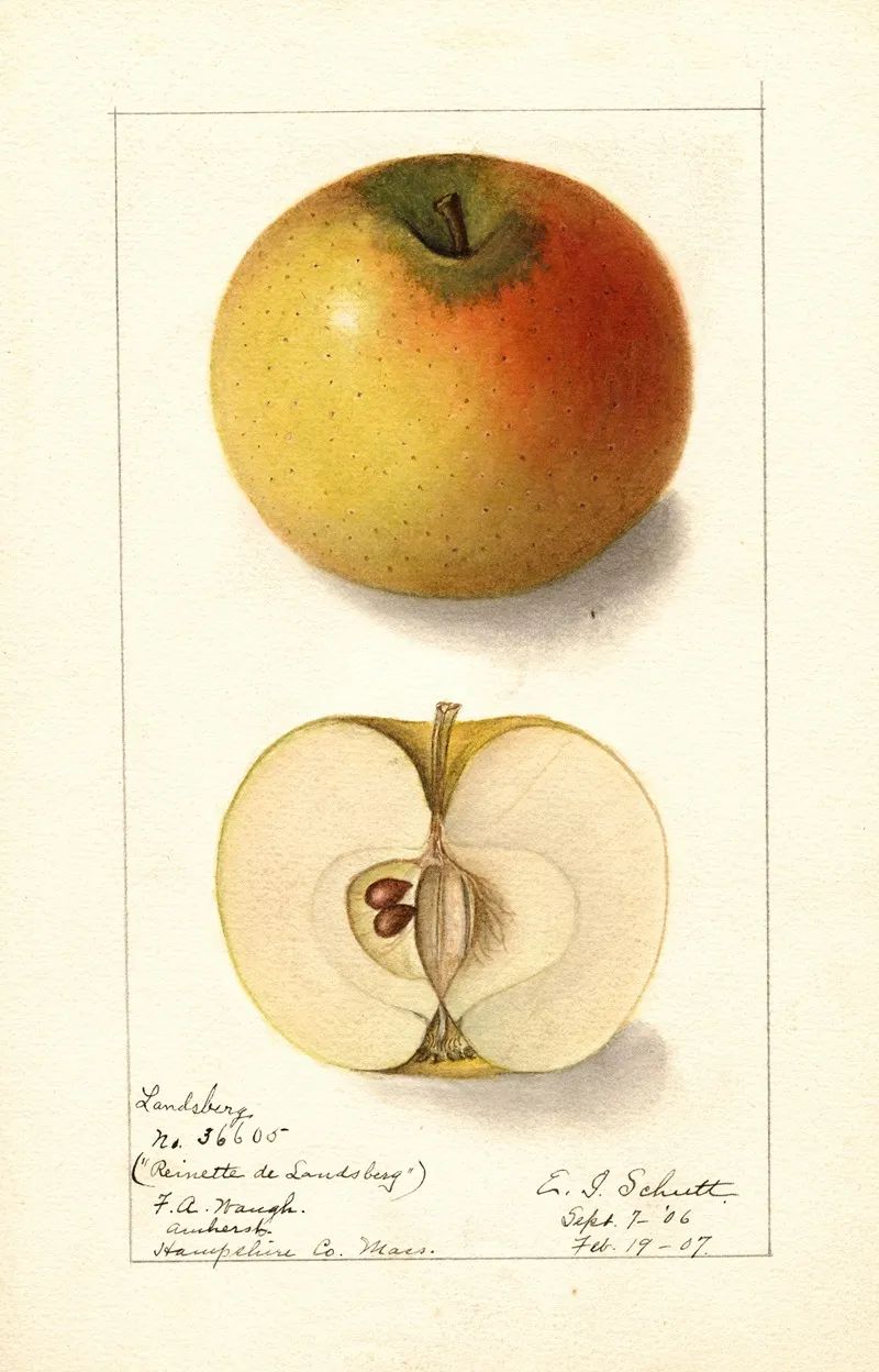 Malus Domestica Landsberg Wall Art by Ellen Isham Schutt - High-Resolution Digital Print