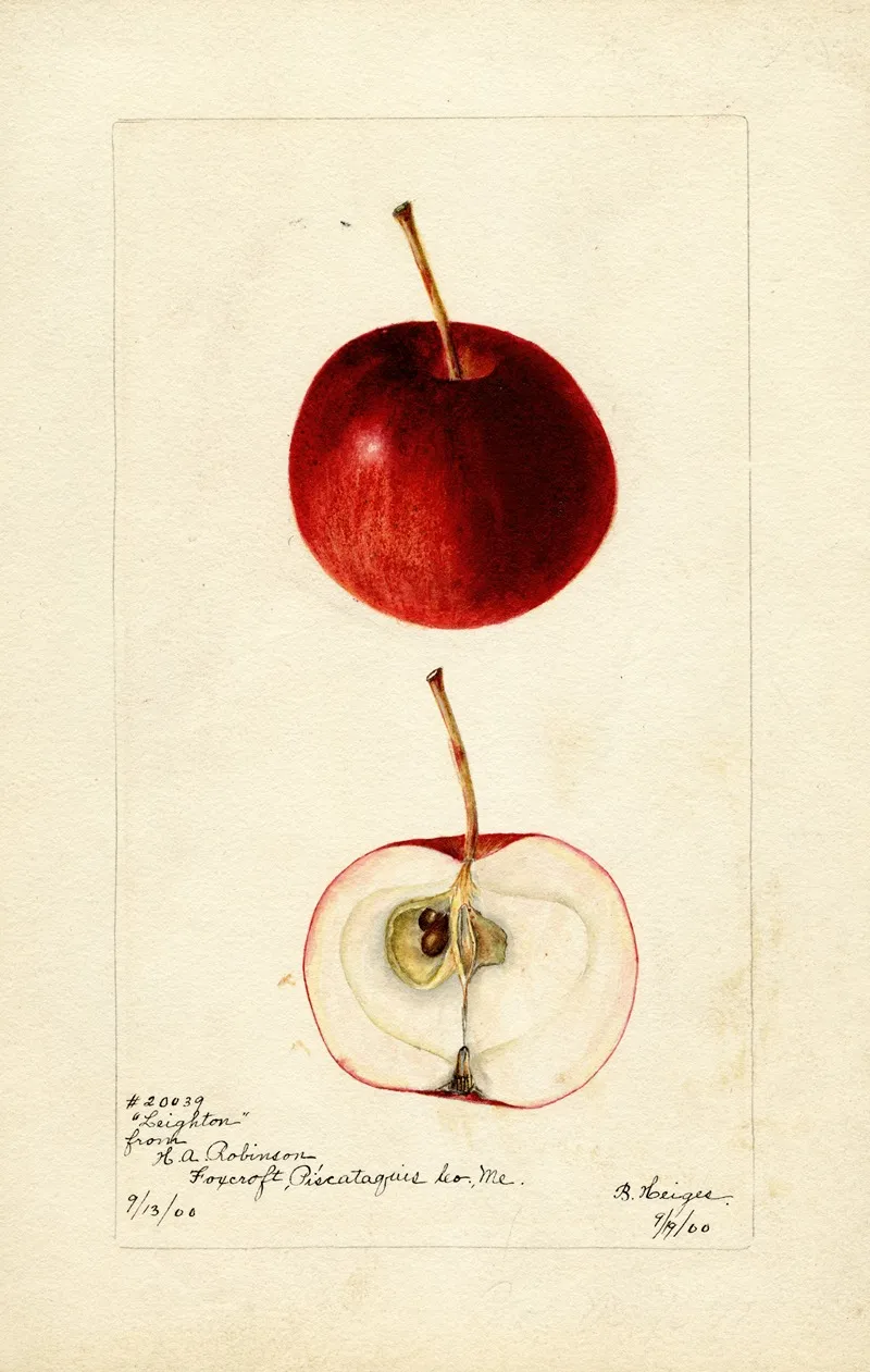 Malus Domestica Leighton Wall Art by Bertha Heiges - High-Resolution Digital Print