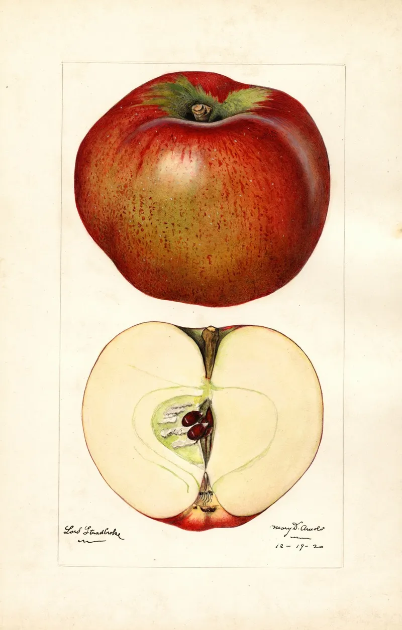 Malus Domestica Lord Stradbroke Wall Art by Mary Daisy Arnold - High-Resolution Digital Print