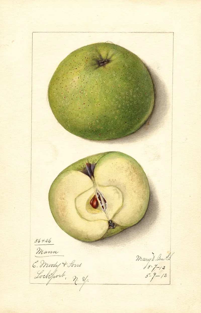 Malus Domestica Mann 2 Wall Art by Mary Daisy Arnold - High-Resolution Digital Print