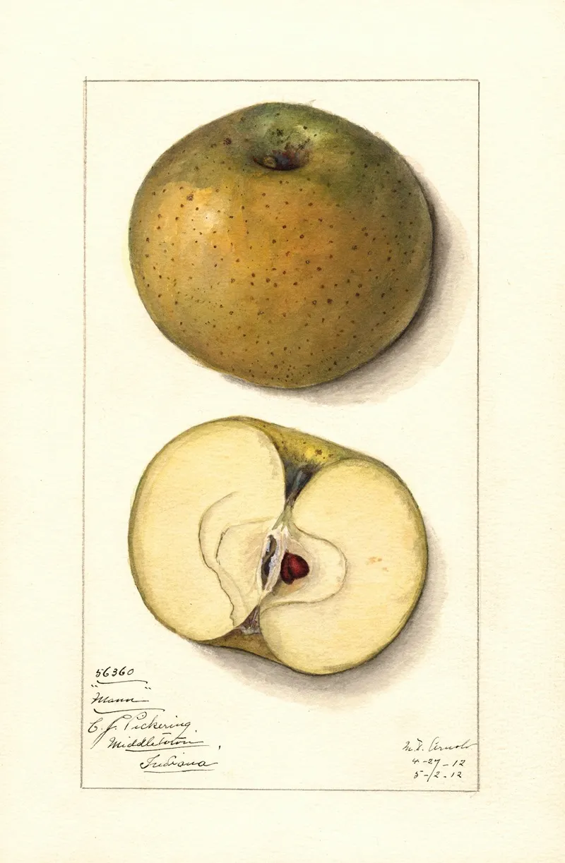 Malus Domestica Mann Wall Art by Mary Daisy Arnold - High-Resolution Digital Print