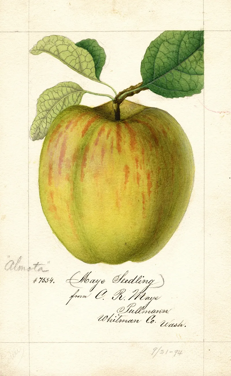 Malus Domestica Maye Wall Art by William Henry Prestele - High-Resolution Digital Print