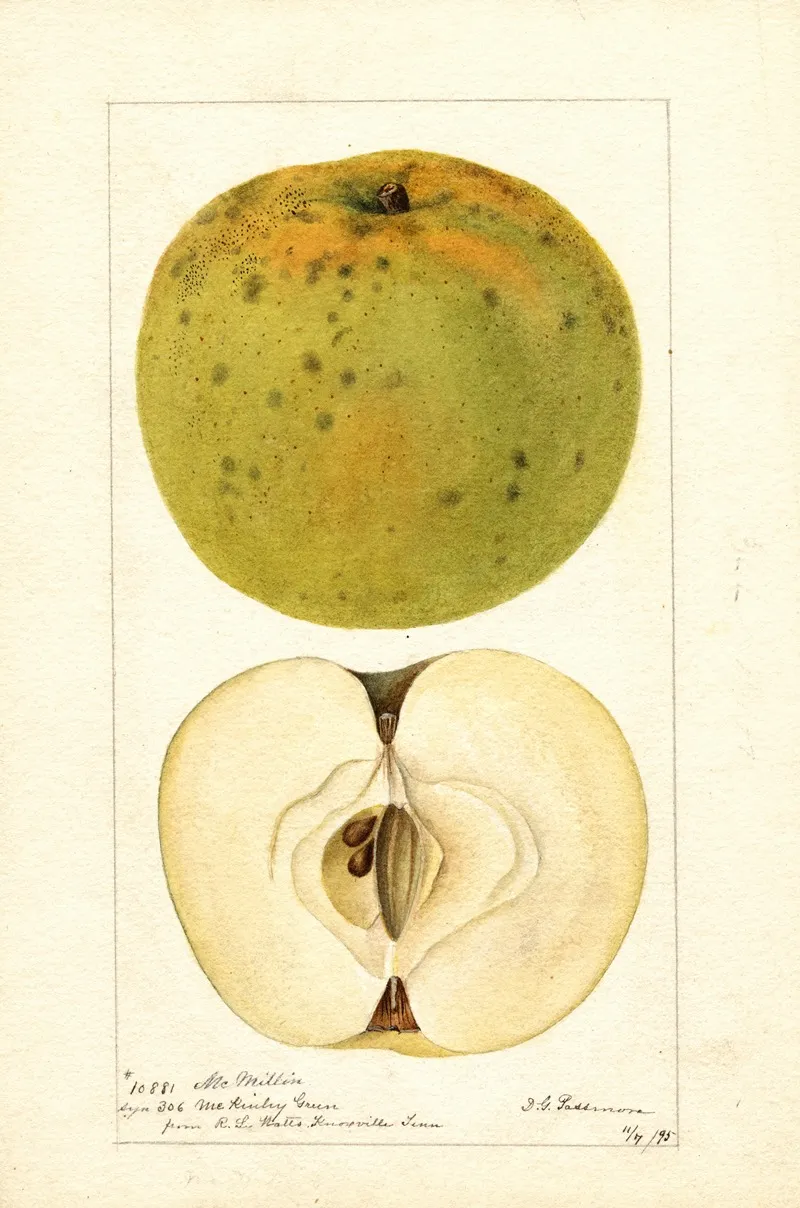 Malus Domestica Mcmillin Wall Art by Deborah Griscom Passmore - High-Resolution Digital Print
