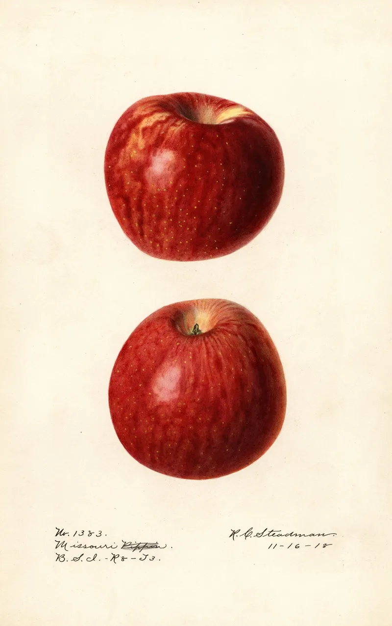 Malus Domestica Missouri Pippin 2 Wall Art by Royal Charles Steadman - High-Resolution Digital Print