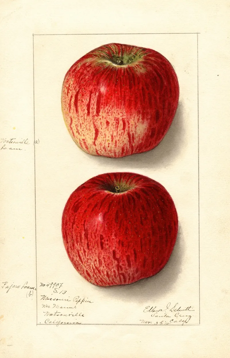 Malus Domestica Missouri Pippin Wall Art by Ellen Isham Schutt - High-Resolution Digital Print
