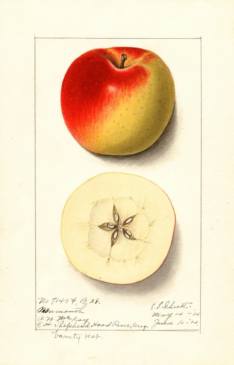 Malus Domestica Monmouth Wall Art by Ellen Isham Schutt - High-Resolution Digital Print