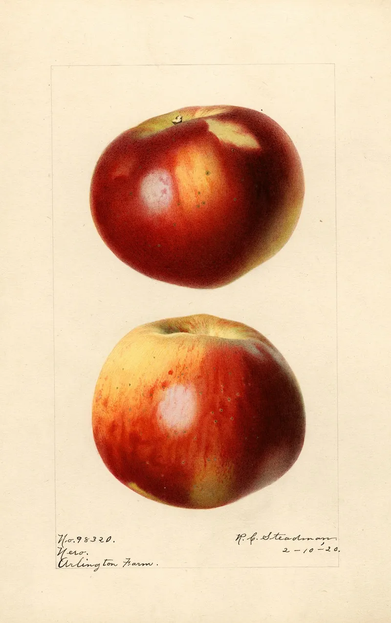 Malus Domestica Nero Wall Art by Royal Charles Steadman - High-Resolution Digital Print