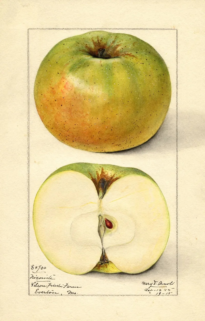Malus Domestica Nixonite Wall Art by Mary Daisy Arnold - High-Resolution Digital Print