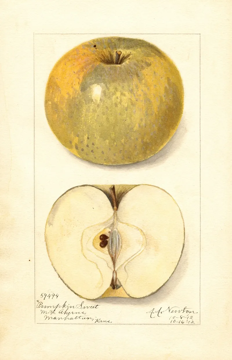 Malus Domestica Pumpkin Sweet Wall Art by Amanda Almira Newton - High-Resolution Digital Print