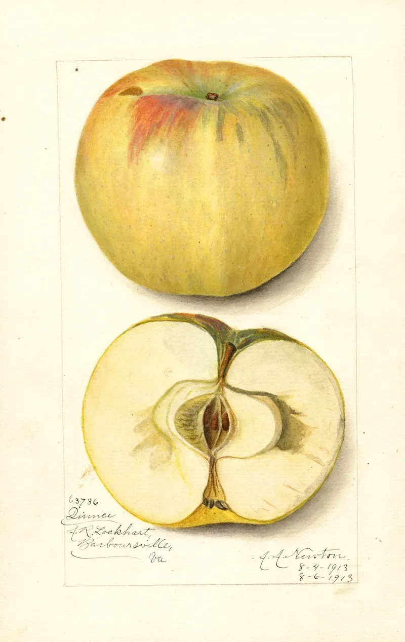 Malus Domestica Quince Wall Art by Amanda Almira Newton - High-Resolution Digital Print