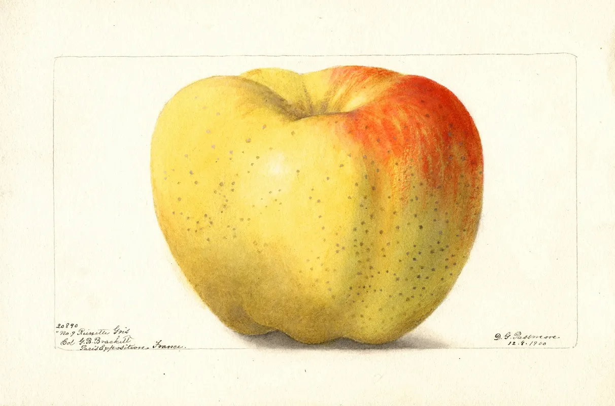 Malus Domestica Reinette Gris Wall Art by Deborah Griscom Passmore - High-Resolution Digital Print