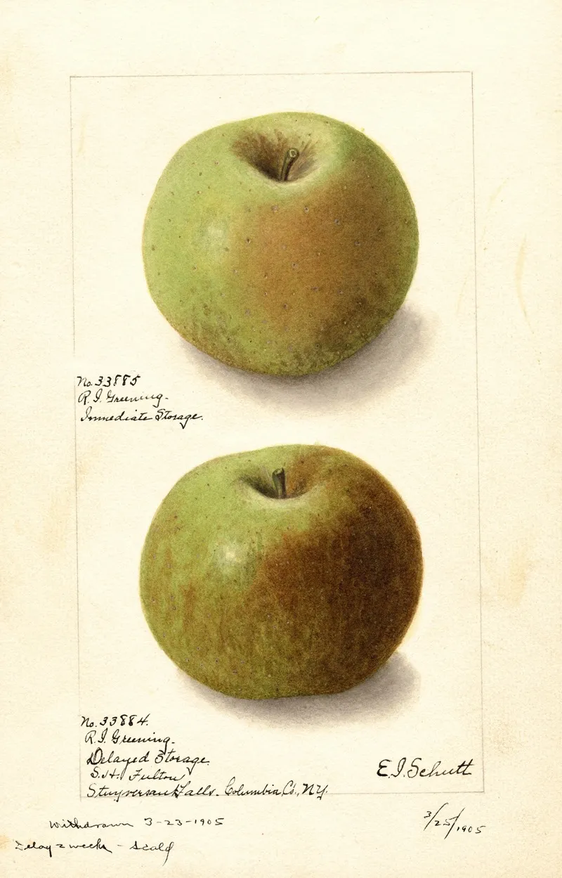 Malus Domestica Rhode Island Greening 2 Wall Art by Ellen Isham Schutt - High-Resolution Digital Print