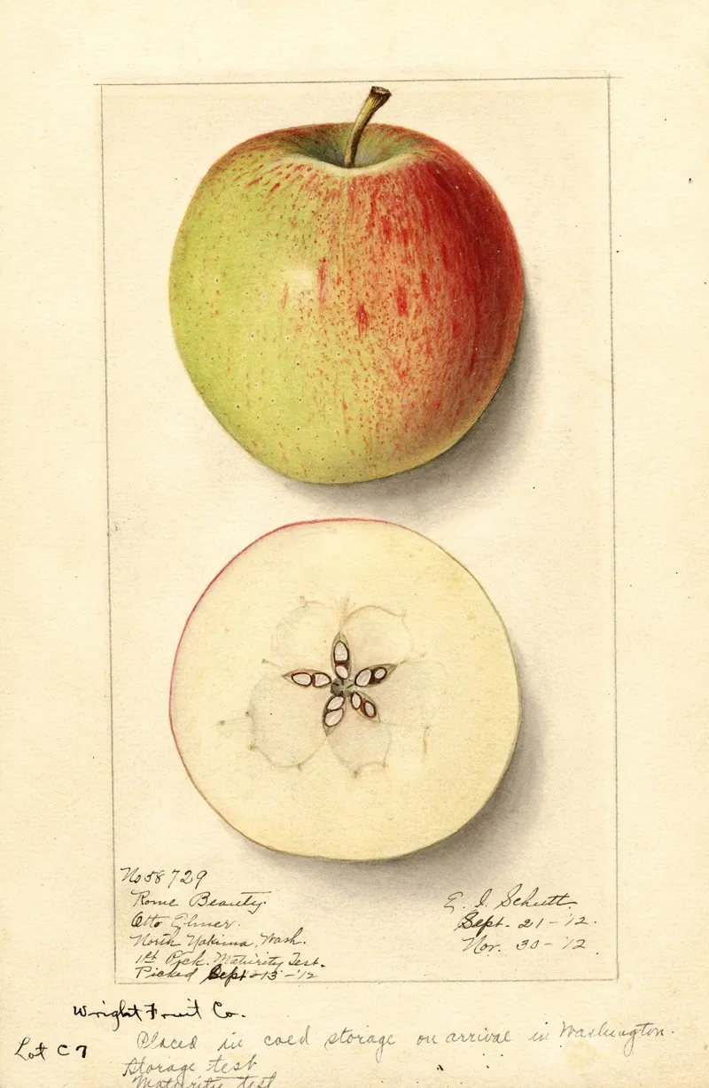Malus Domestica Rome Beauty Wall Art by Ellen Isham Schutt - High-Resolution Digital Print