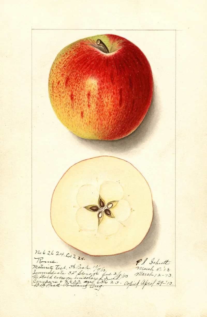 Malus Domestica Rome Wall Art by Ellen Isham Schutt - High-Resolution Digital Print