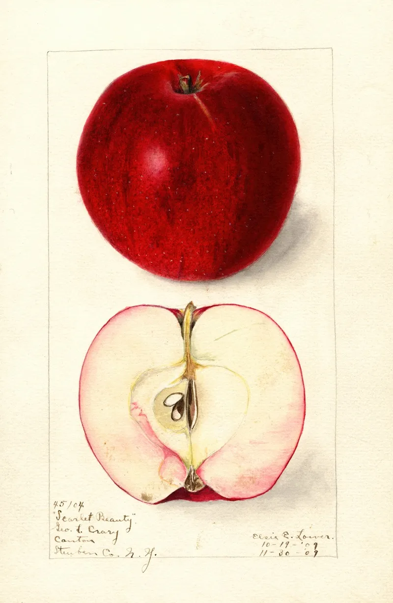 Malus Domestica Scarlet Beauty Wall Art by Elsie E. Lower - High-Resolution Digital Print