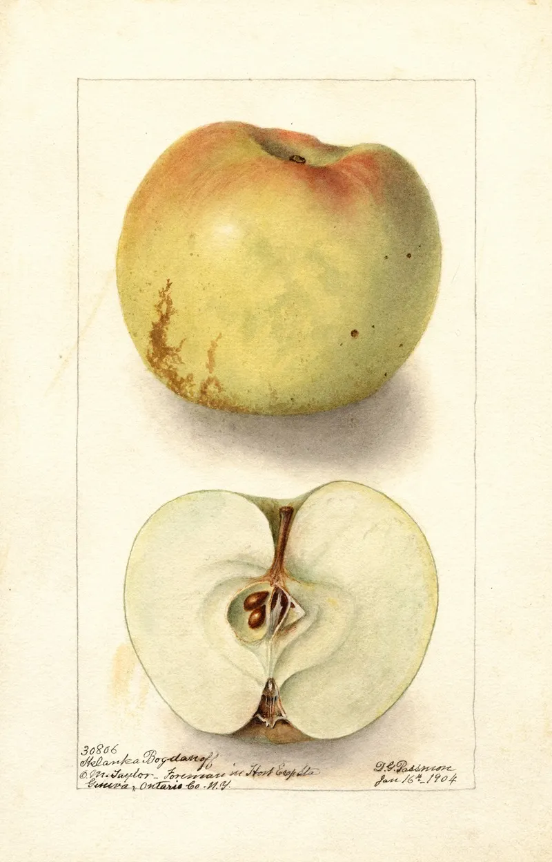 Malus Domestica Sklanka Bogdanoff Wall Art by Deborah Griscom Passmore - High-Resolution Digital Print