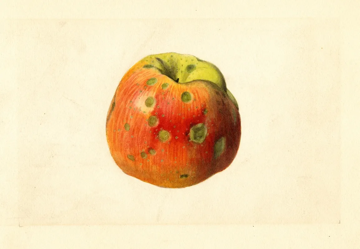 Malus Domestica Smith Cider Wall Art by James Marion Shull - High-Resolution Digital Print