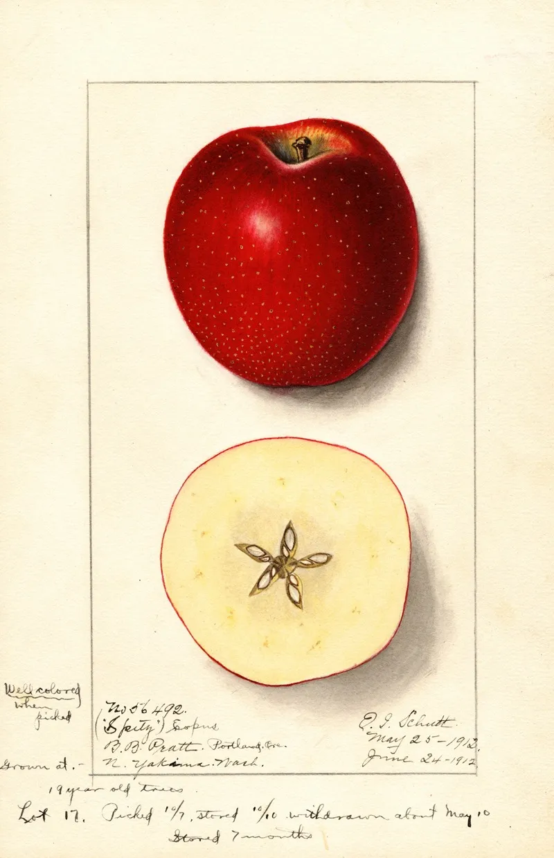 Malus Domestica Spitz Esopus Wall Art by Ellen Isham Schutt - High-Resolution Digital Print