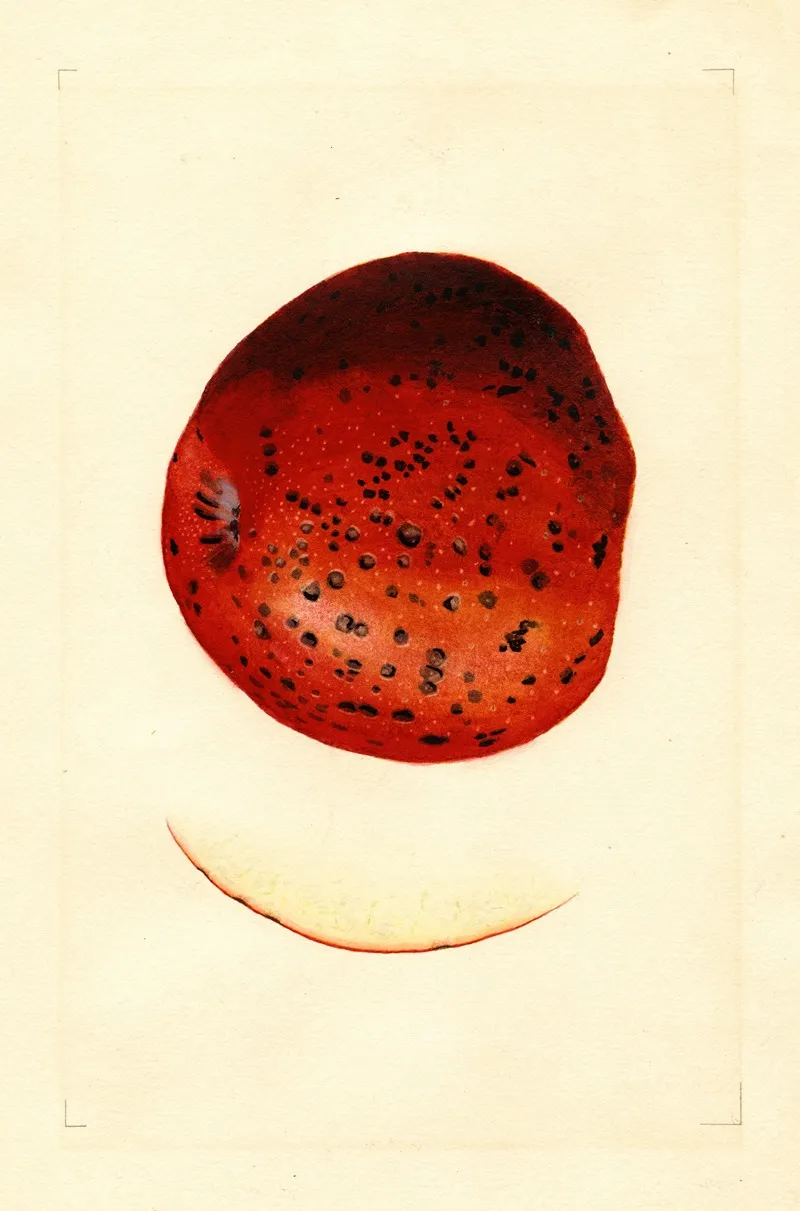Malus Domestica Spitzenberg Wall Art by James Marion Shull - High-Resolution Digital Print