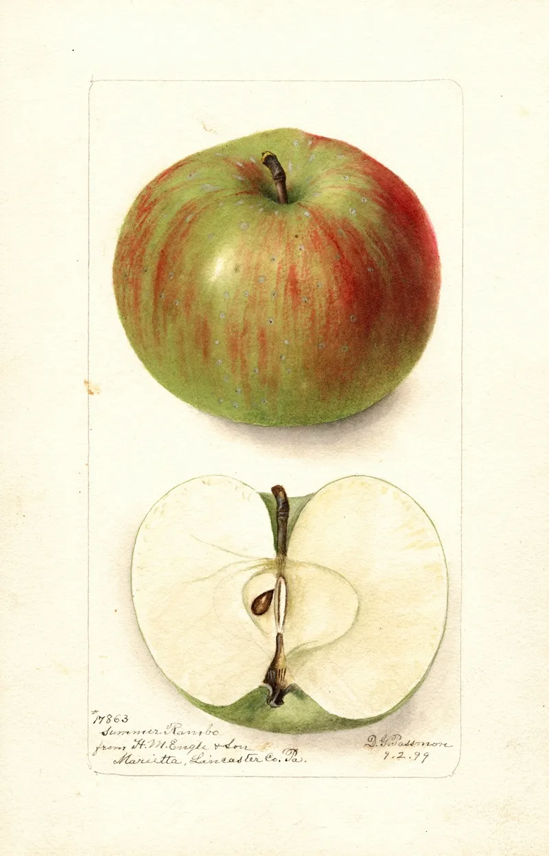 Malus Domestica Summer Rambo Wall Art by Deborah Griscom Passmore - High-Resolution Digital Print