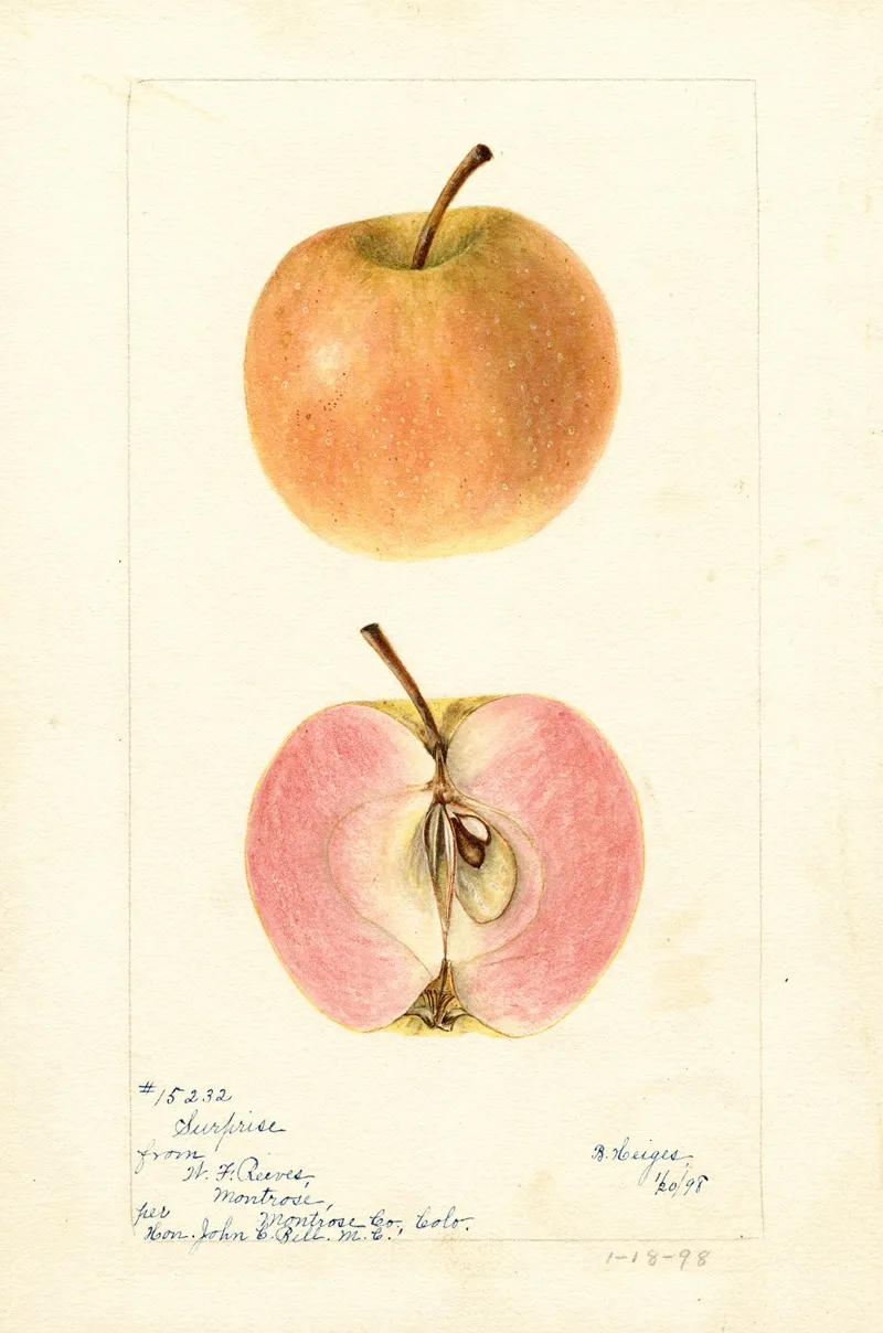 Malus Domestica Surprise Wall Art by Bertha Heiges - High-Resolution Digital Print